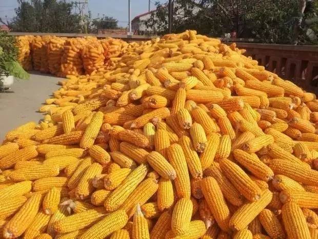 玉米今日最新动态报道，最新资讯与动态汇总🌽🌾